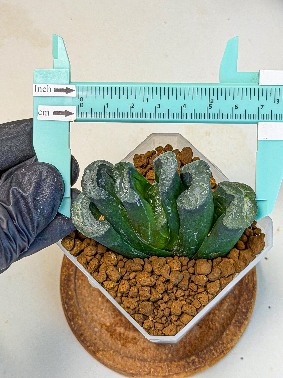 Haworthia Green Fall (wa7) (14) | Rare Hybrids