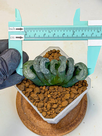 Haworthia Green Fall (wa7) (15) | Rare Hybrids