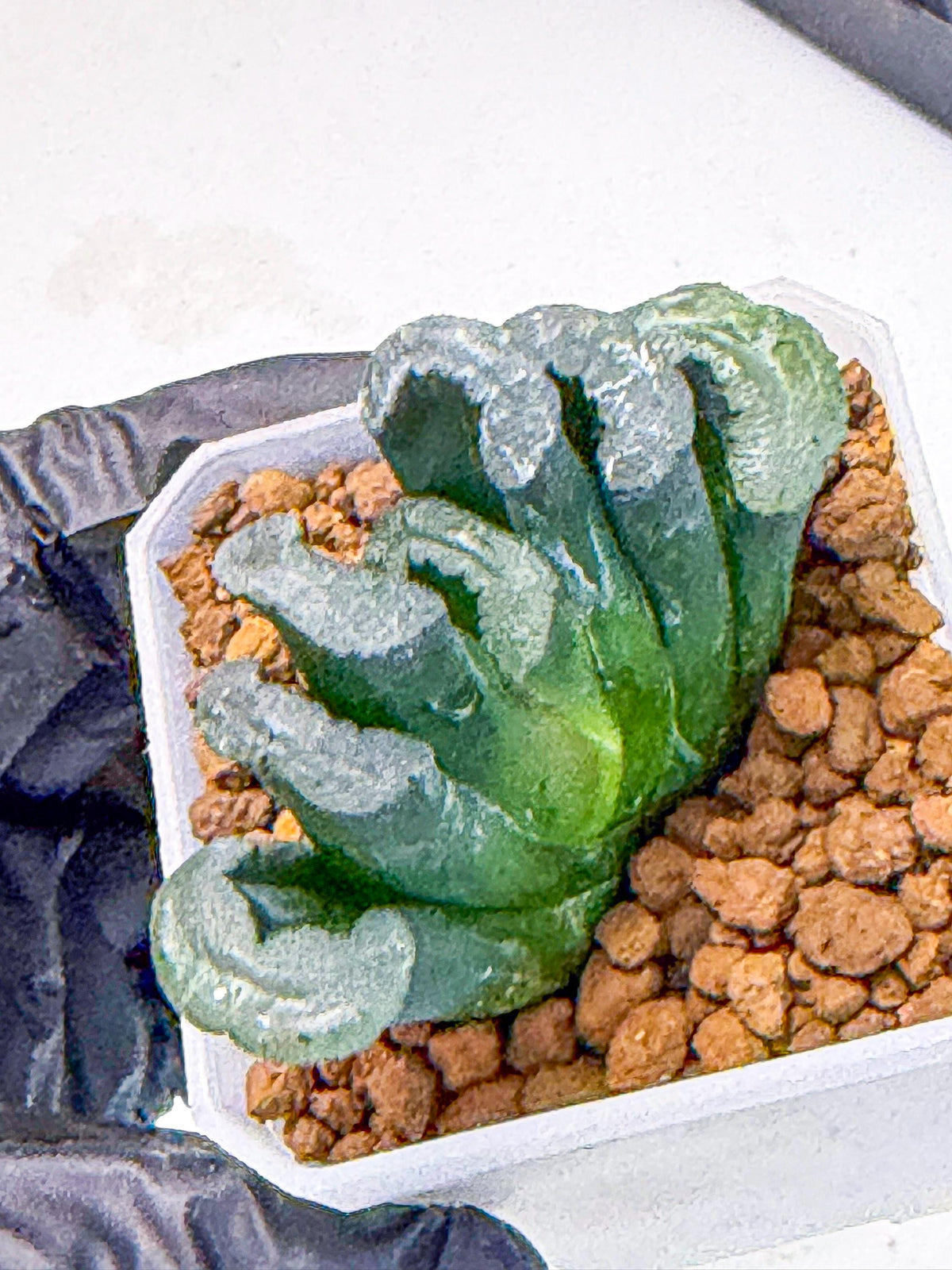 Haworthia Green Fall (wa7) (15) | Rare Hybrids