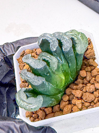 Haworthia Green Fall (wa7) (15) | Rare Hybrids