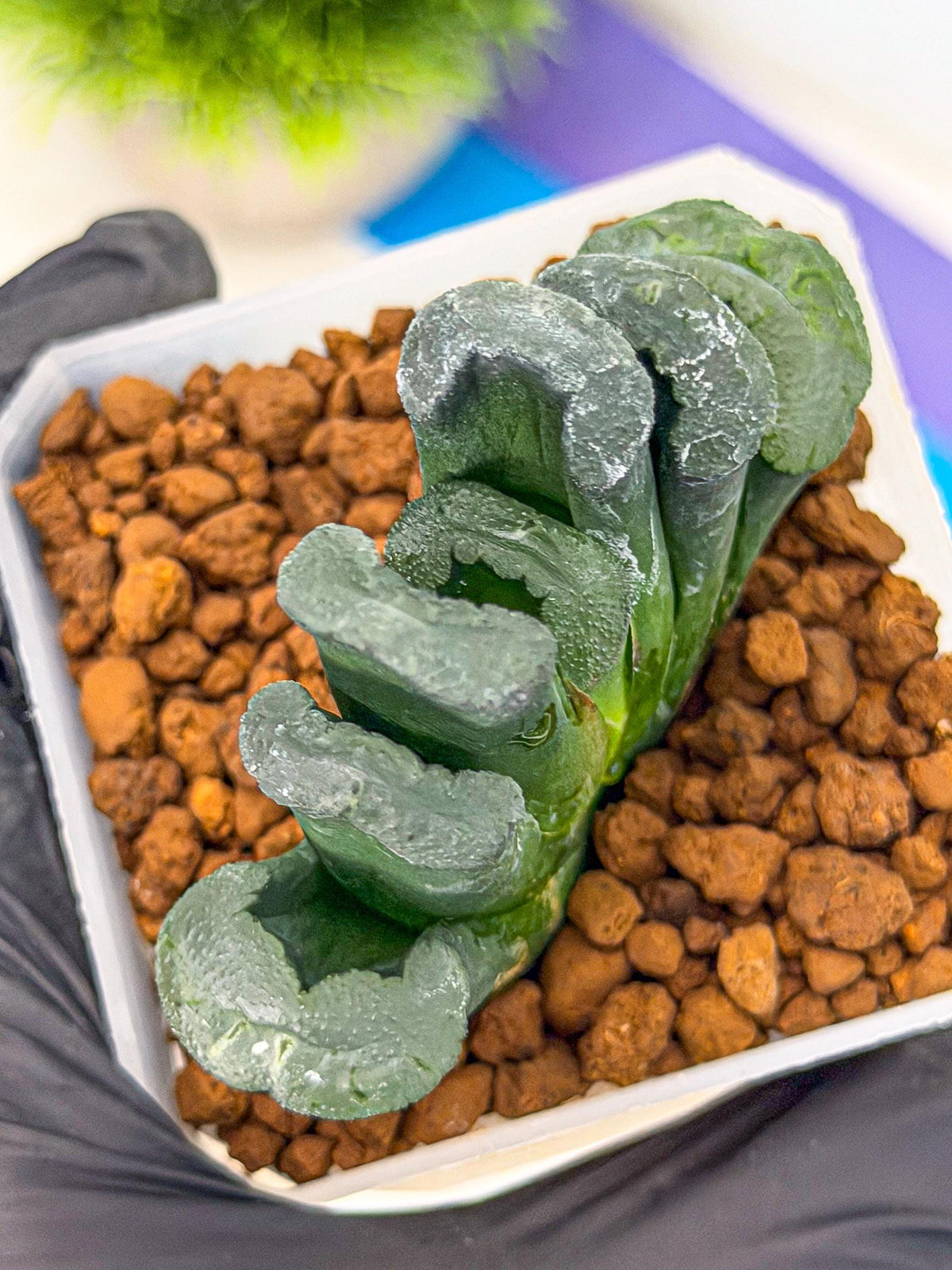 Haworthia Green Fall (wa7) (15) | Rare Hybrids