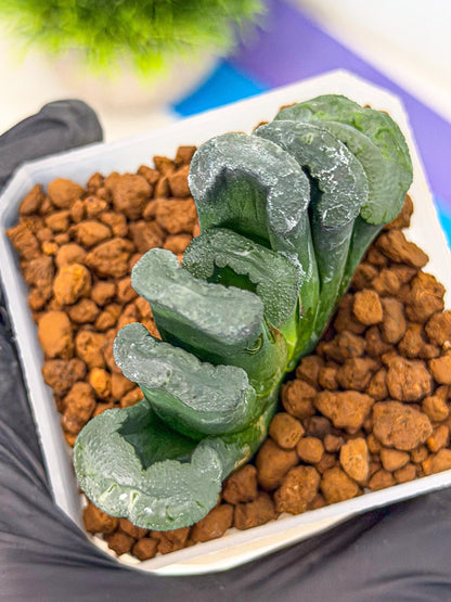 Haworthia Green Fall (wa7) (15) | Rare Hybrids