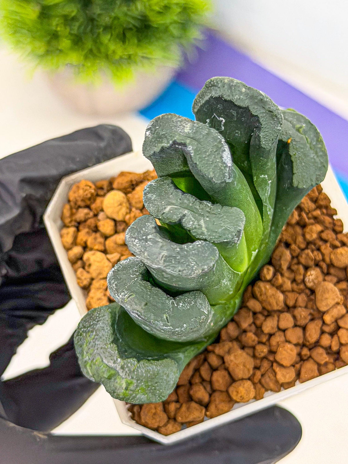 Haworthia Green Fall (wa7) (16) | Rare Hybrids