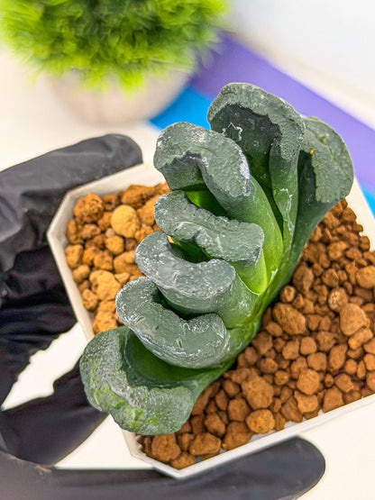 Haworthia Green Fall (wa7) (16) | Rare Hybrids
