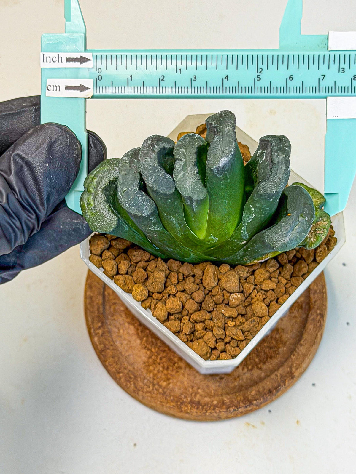 Haworthia Green Fall (wa7) (16) | Rare Hybrids