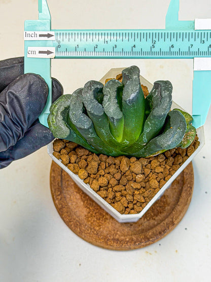 Haworthia Green Fall (wa7) (16) | Rare Hybrids