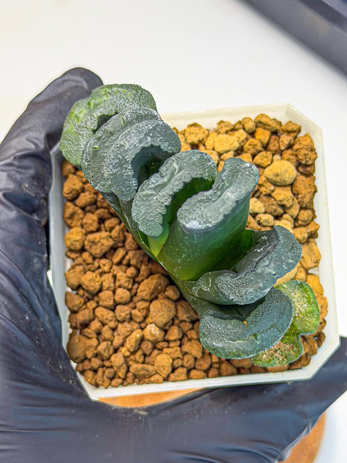 Haworthia Green Fall (wa7) (16) | Rare Hybrids