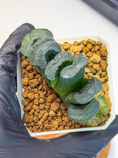 Haworthia Green Fall (wa7) (16) | Rare Hybrids
