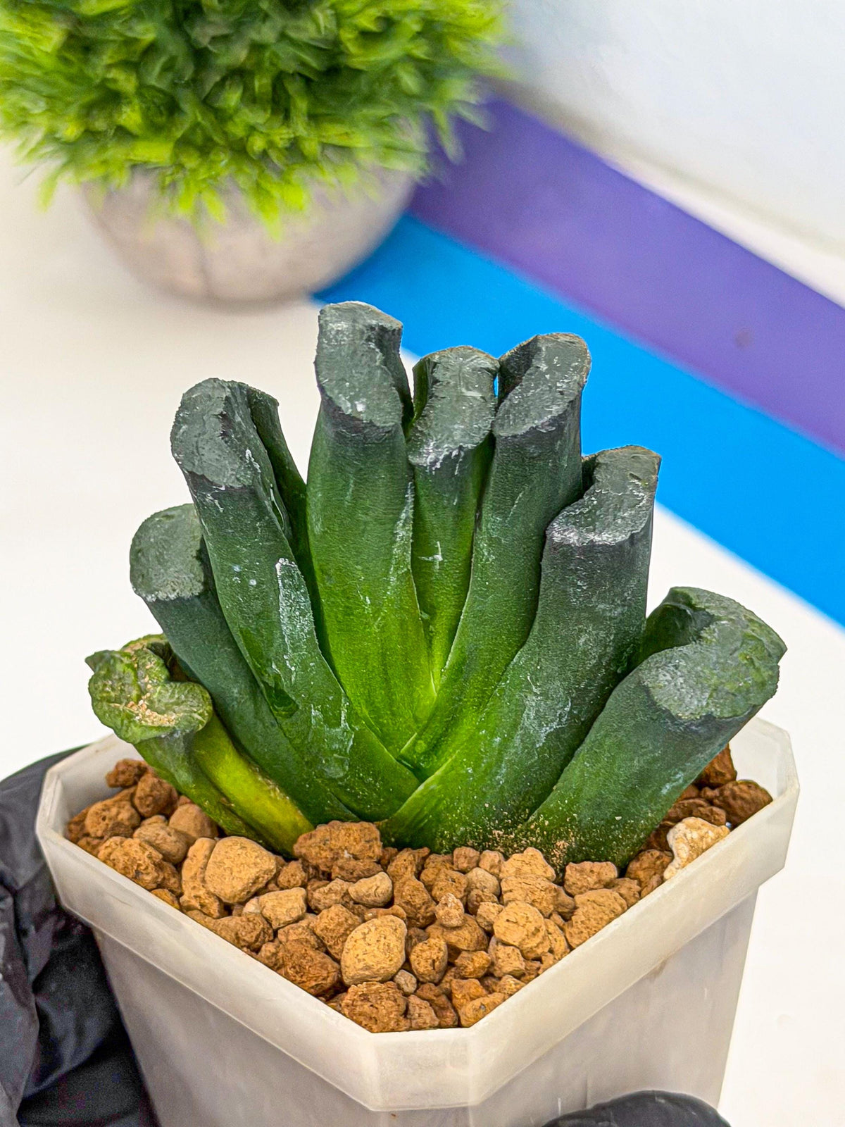 Haworthia Green Fall (wa7) (16) | Rare Hybrids