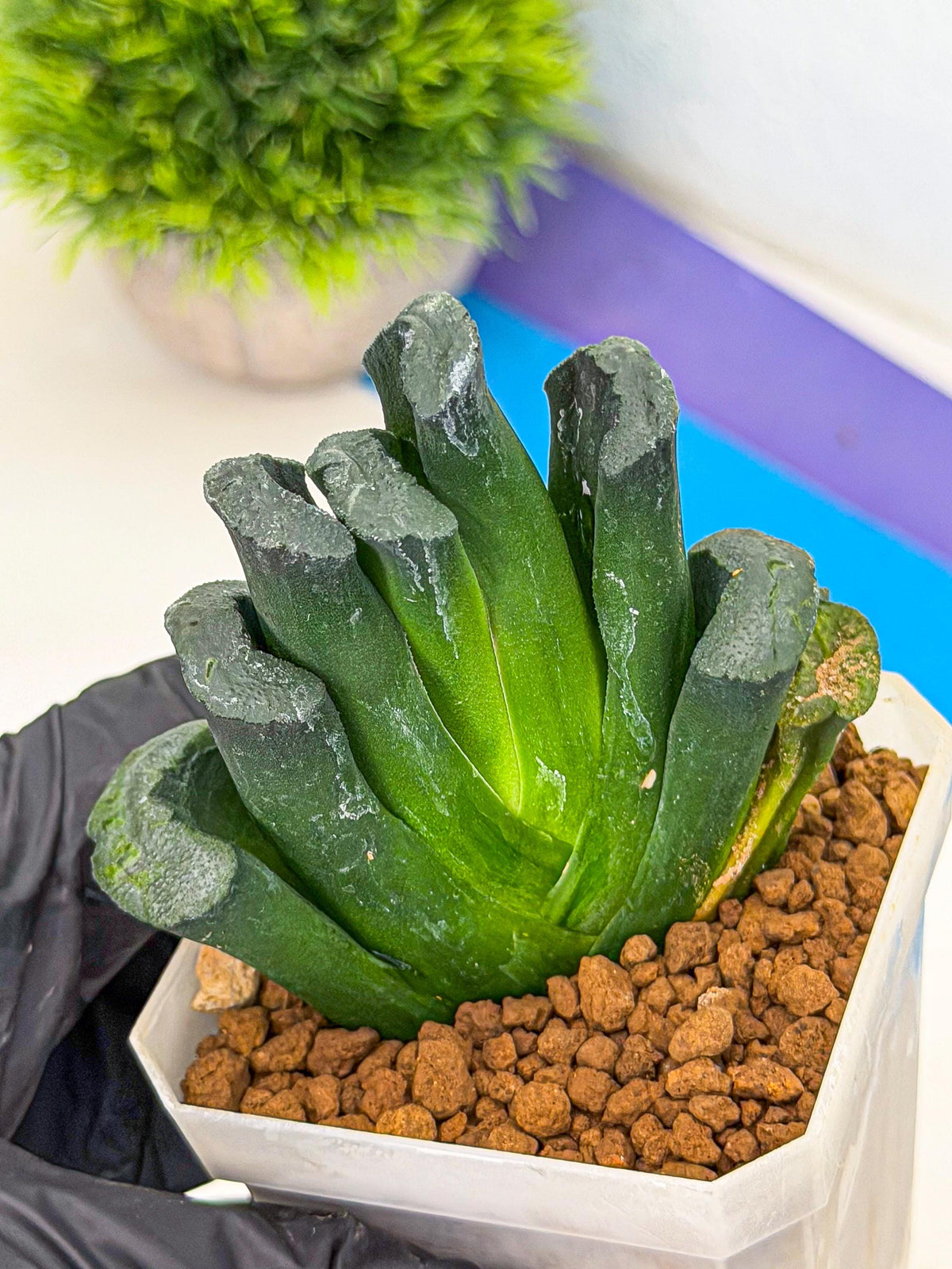Haworthia Green Fall (wa7) (16) | Rare Hybrids