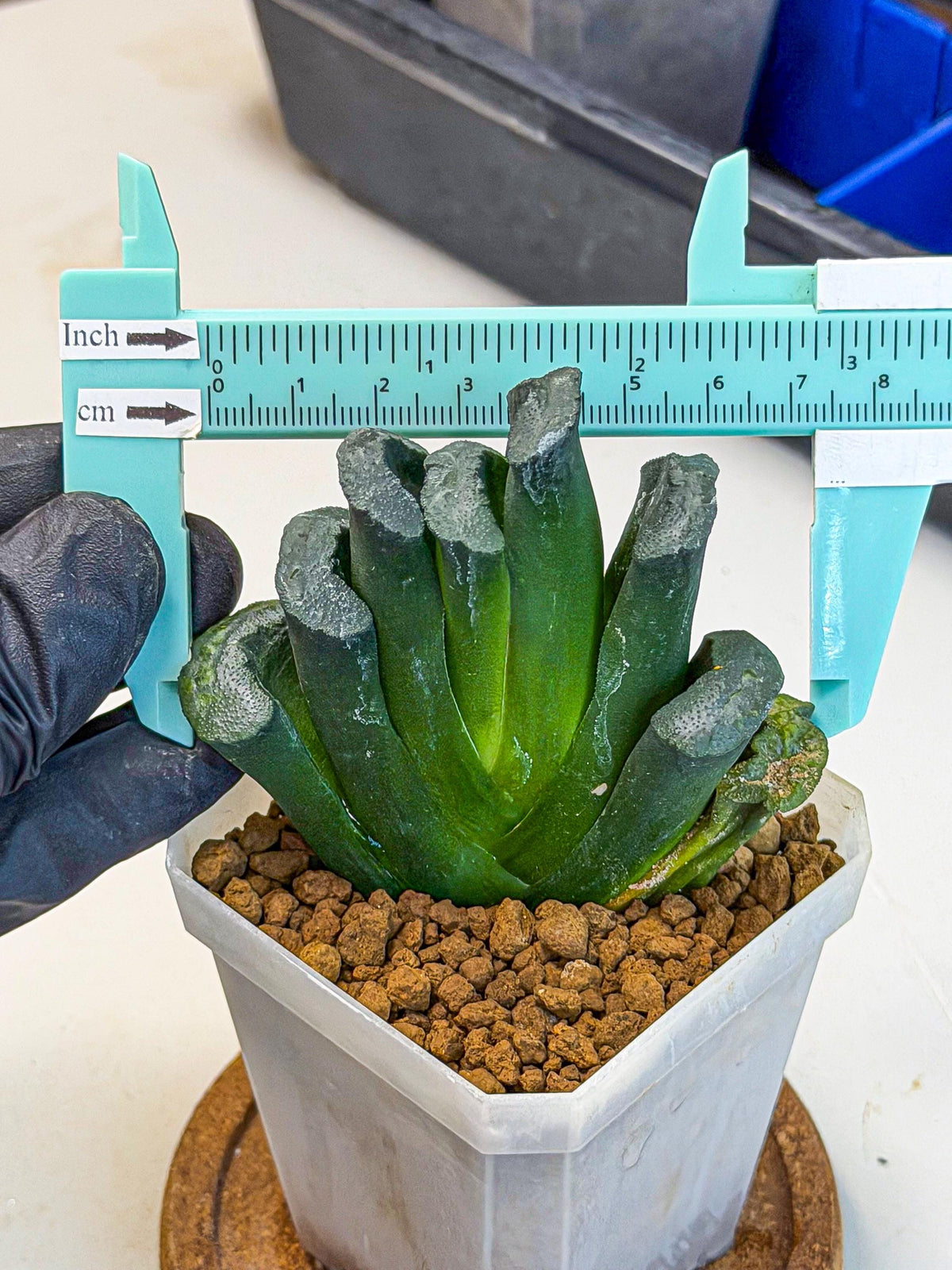 Haworthia Green Fall (wa7) (16) | Rare Hybrids