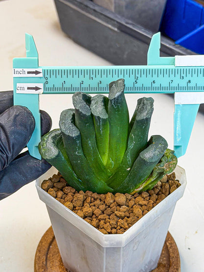 Haworthia Green Fall (wa7) (16) | Rare Hybrids