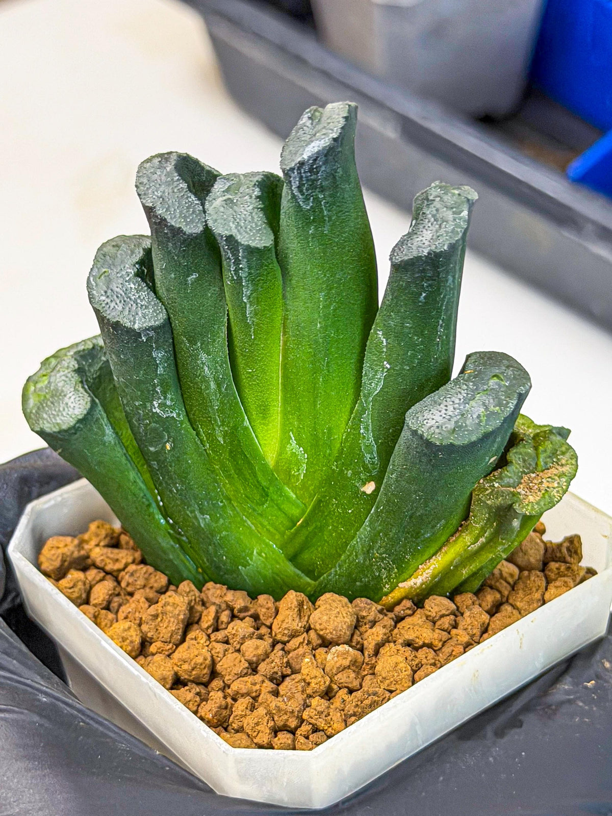 Haworthia Green Fall (wa7) (16) | Rare Hybrids
