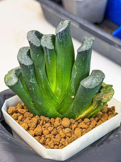 Haworthia Green Fall (wa7) (16) | Rare Hybrids