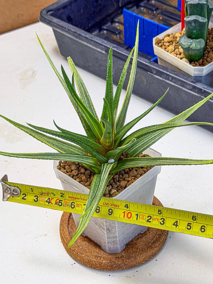 Haworthia Aura (wa7) (17) | Rare Hybrids
