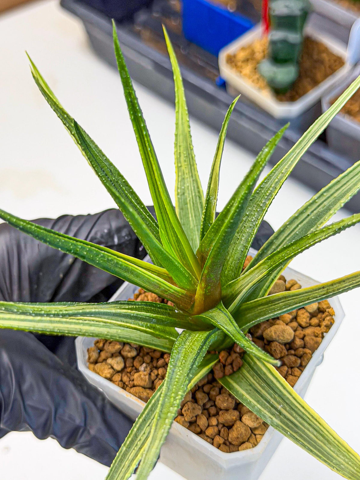 Haworthia Aura (wa7) (17) | Rare Hybrids