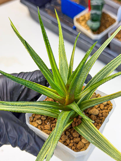 Haworthia Aura (wa7) (17) | Rare Hybrids