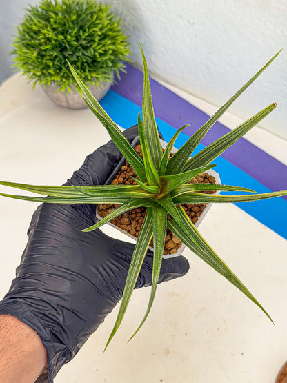 Haworthia Aura (wa7) (17) | Rare Hybrids