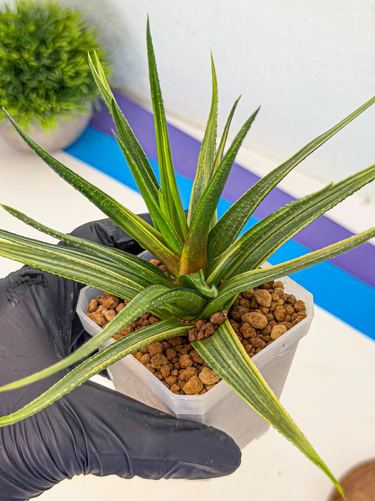 Haworthia Aura (wa7) (17) | Rare Hybrids