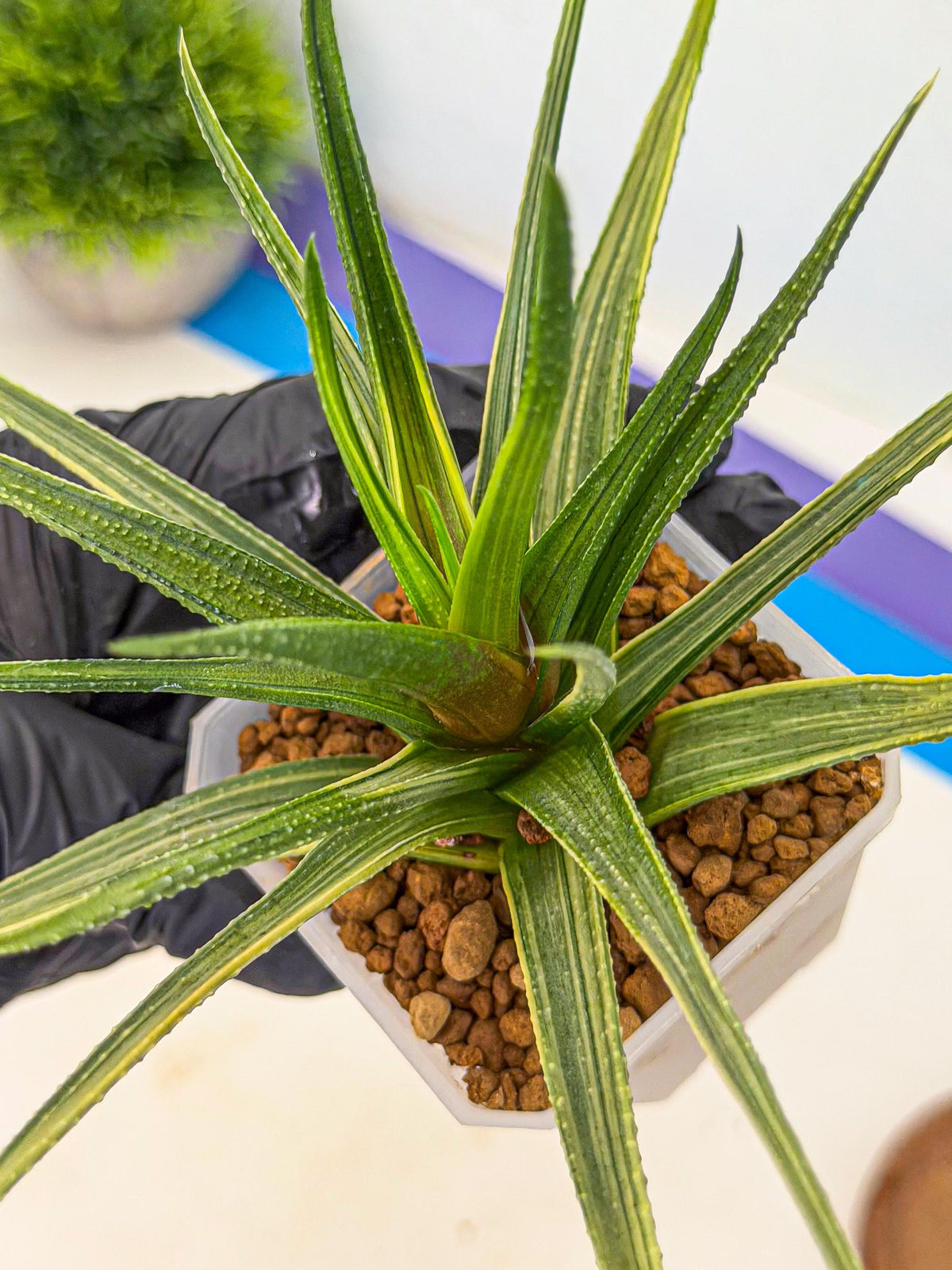 Haworthia Aura (wa7) (17) | Rare Hybrids