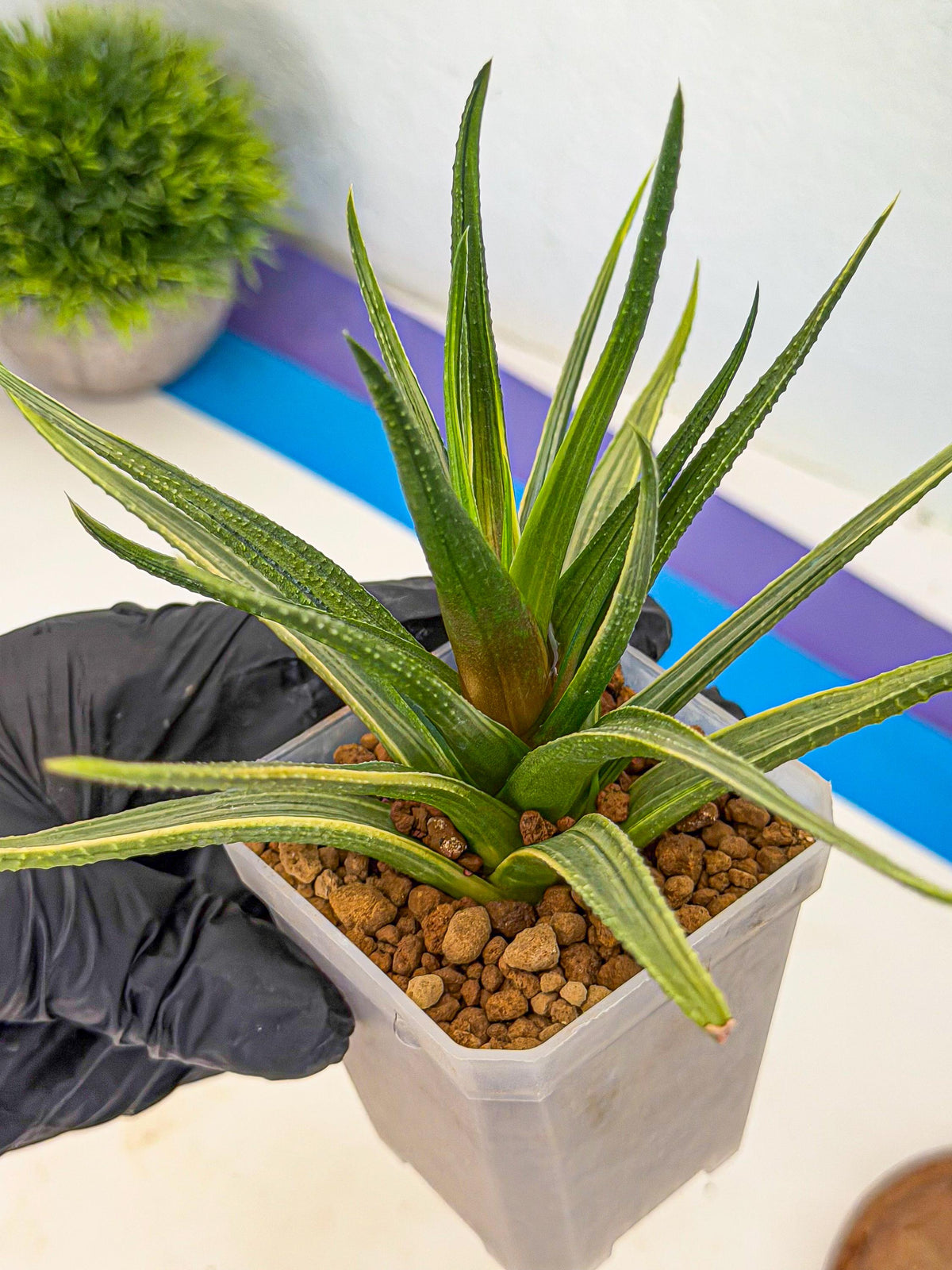 Haworthia Aura (wa7) (17) | Rare Hybrids
