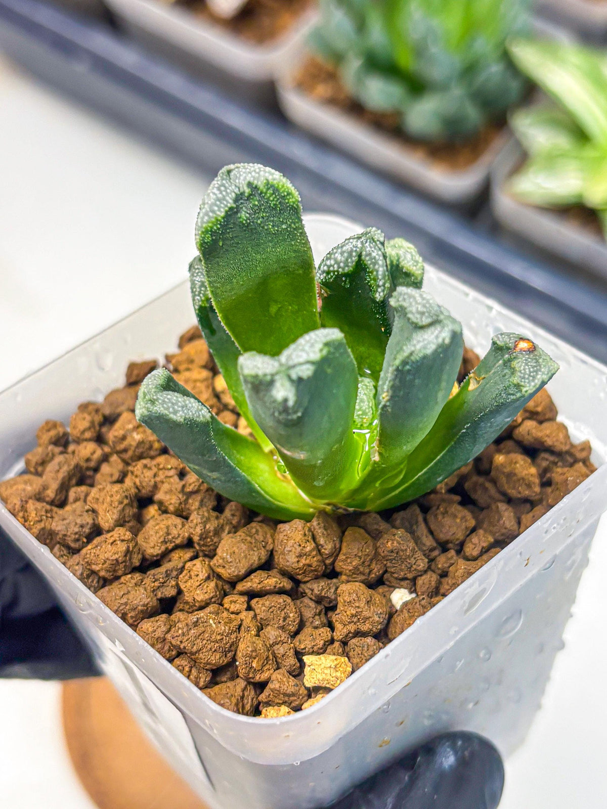 Haworthia Comptoniana (wa10) (1) | Rare Succulent
