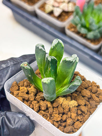 Haworthia Comptoniana (wa10) (1) | Rare Succulent