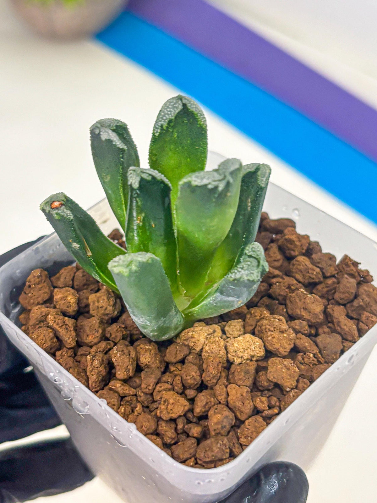 Haworthia Comptoniana (wa10) (1) | Rare Succulent
