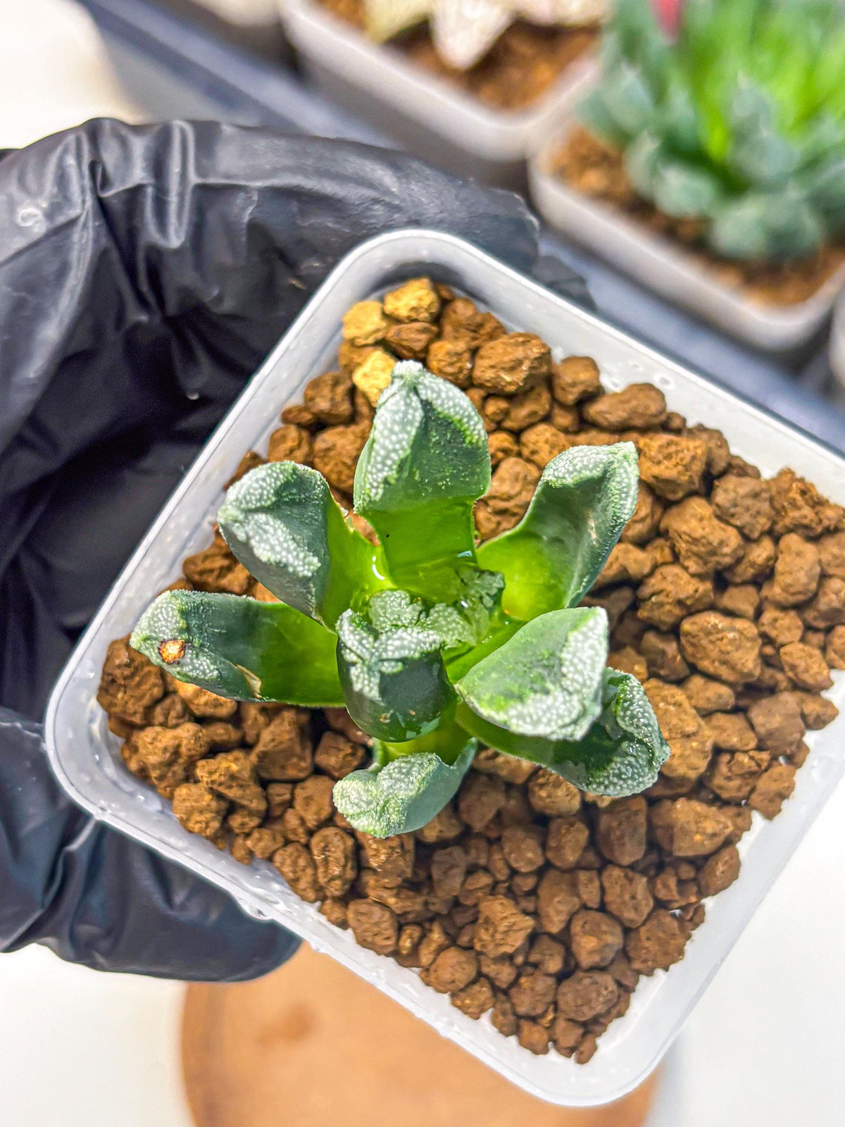 Haworthia Comptoniana (wa10) (1) | Rare Succulent