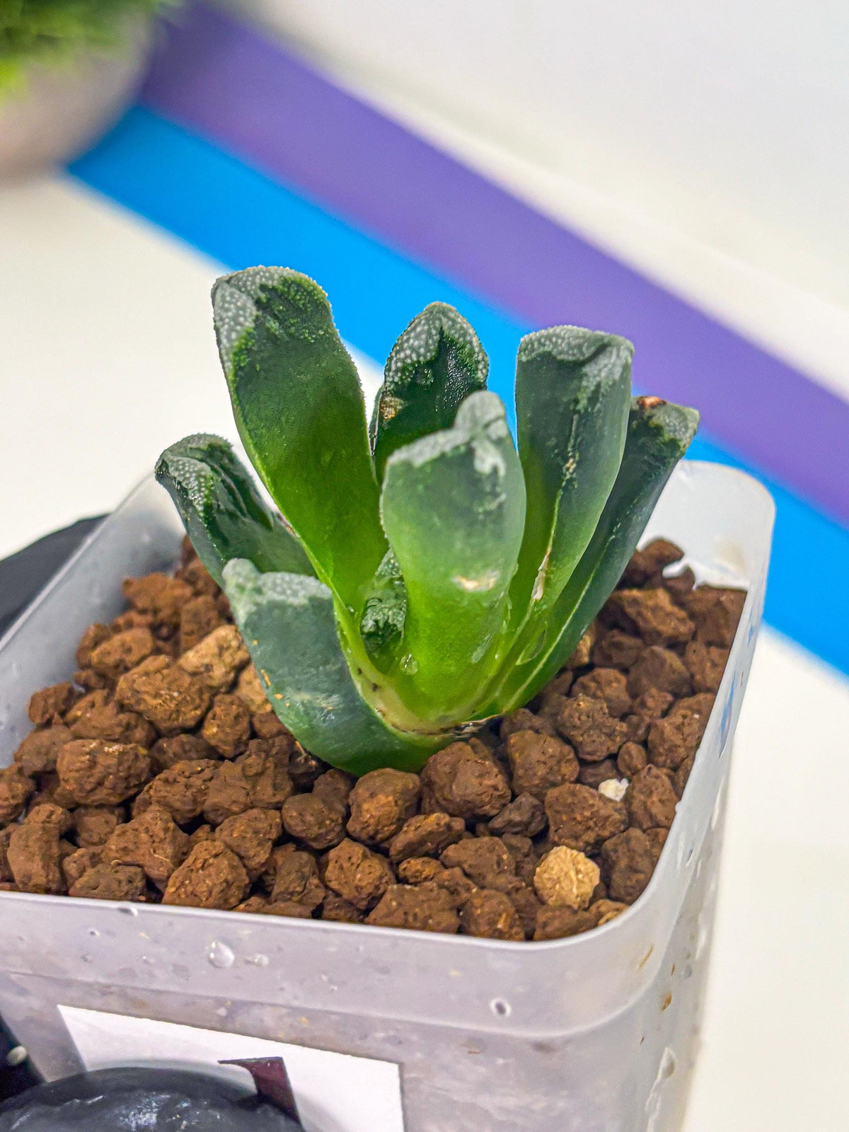 Haworthia Comptoniana (wa10) (1) | Rare Succulent