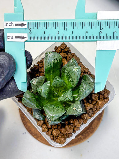 Haworthia Obtusa hyb (wa10) (4) | Rare Succulent