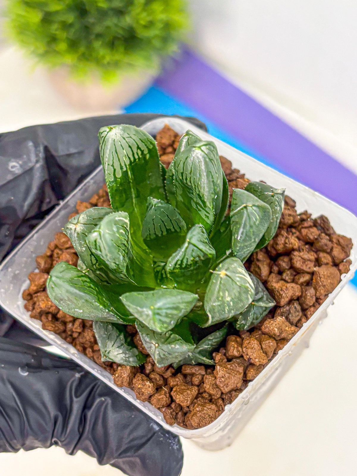 Haworthia Obtusa hyb (wa10) (4) | Rare Succulent