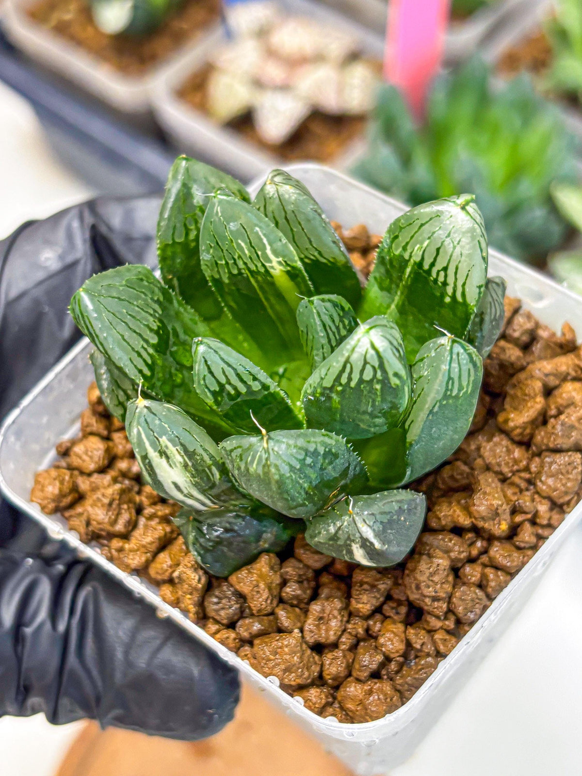 Haworthia Obtusa hyb (wa10) (4) | Rare Succulent
