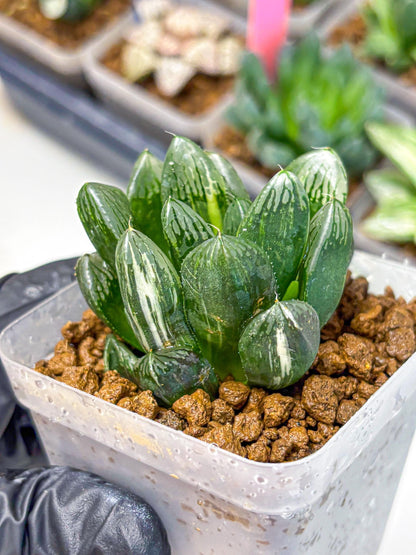 Haworthia Obtusa hyb (wa10) (4) | Rare Succulent