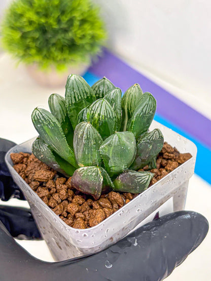 Haworthia Obtusa hyb (wa10) (4) | Rare Succulent