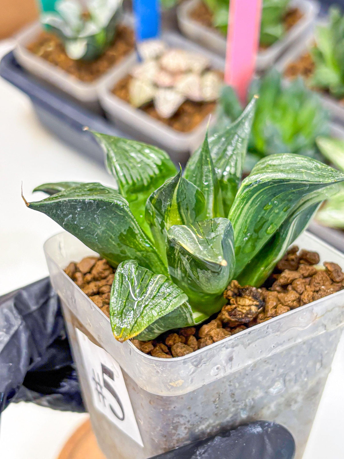 Haworthia Comptoniana (wa10) (5) | Rare Succulent