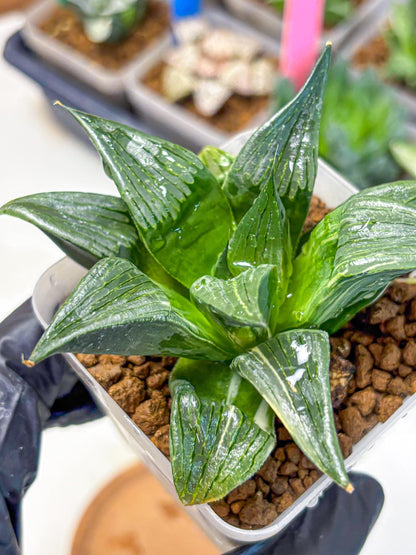 Haworthia Comptoniana (wa10) (5) | Rare Succulent