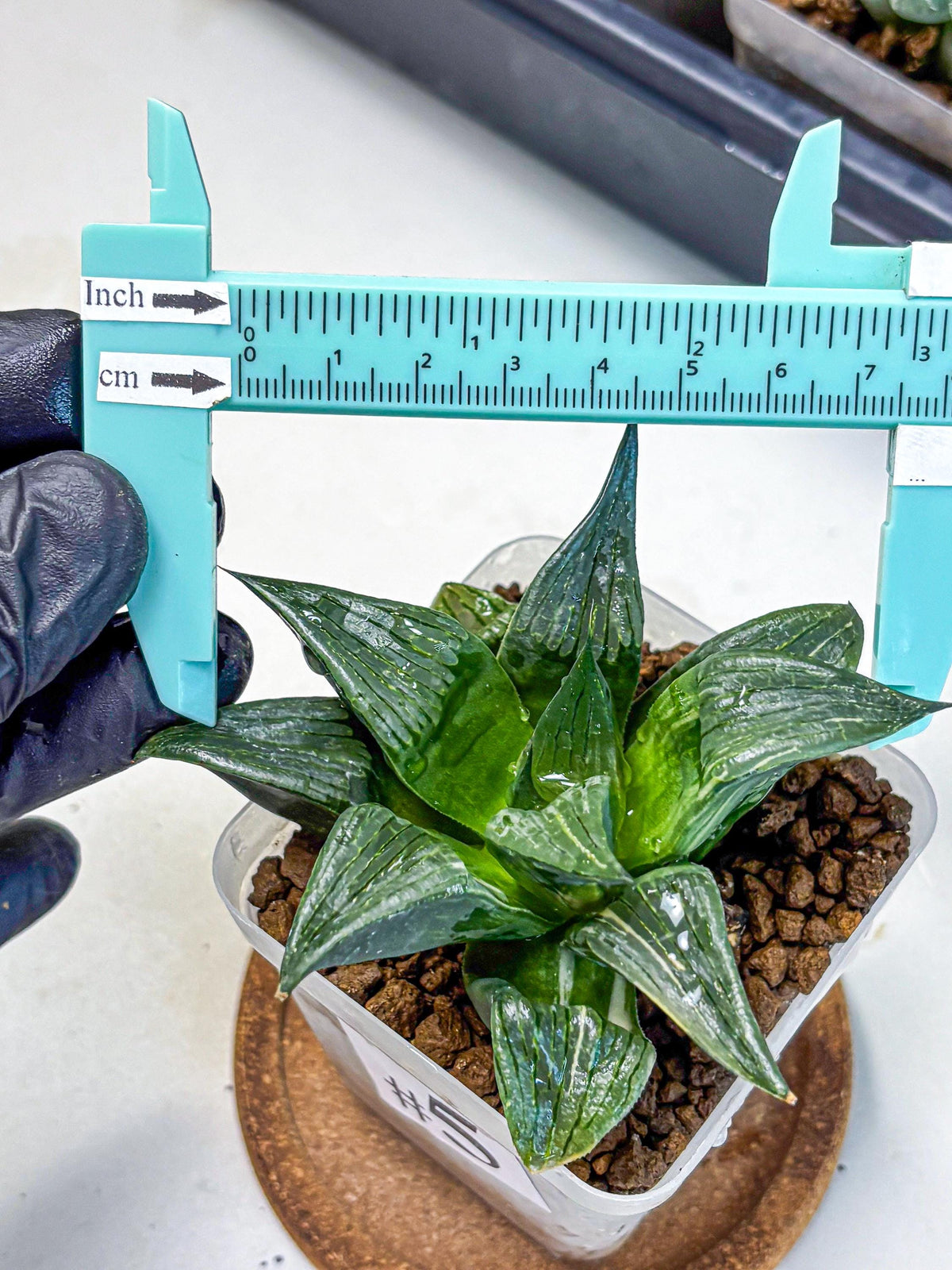 Haworthia Comptoniana (wa10) (5) | Rare Succulent