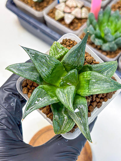 Haworthia Comptoniana (wa10) (5) | Rare Succulent