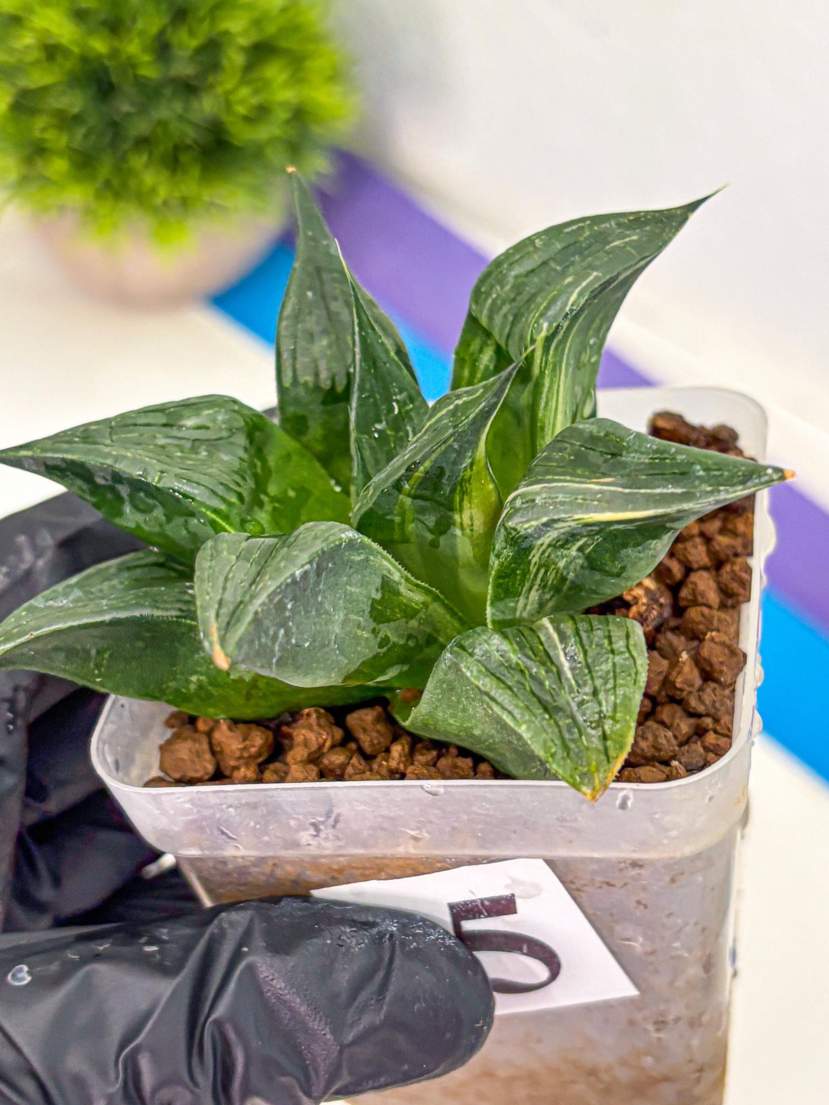 Haworthia Comptoniana (wa10) (5) | Rare Succulent