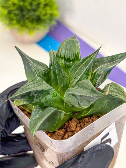 Haworthia Comptoniana (wa10) (5) | Rare Succulent