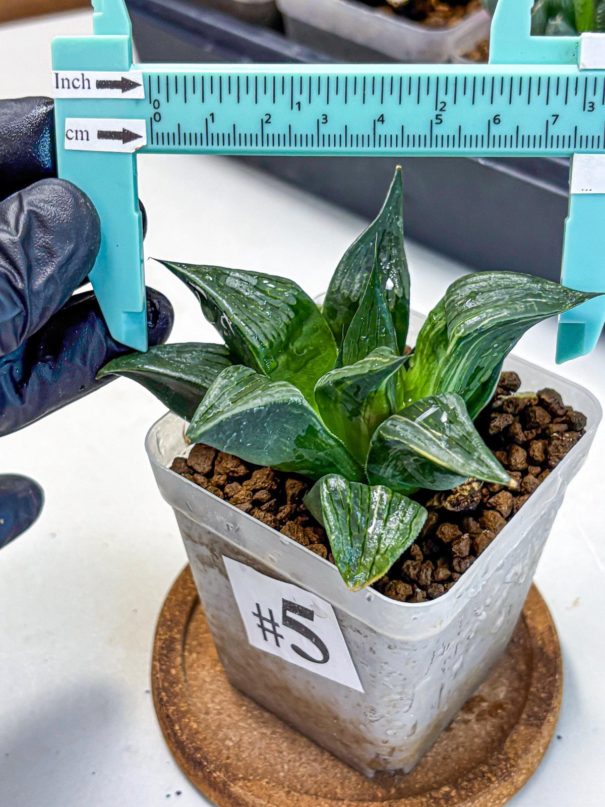 Haworthia Comptoniana (wa10) (5) | Rare Succulent