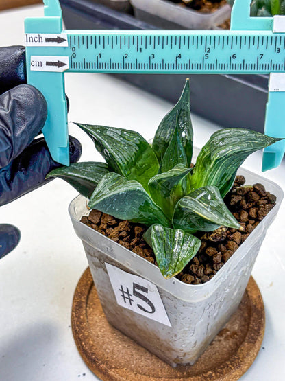 Haworthia Comptoniana (wa10) (5) | Rare Succulent