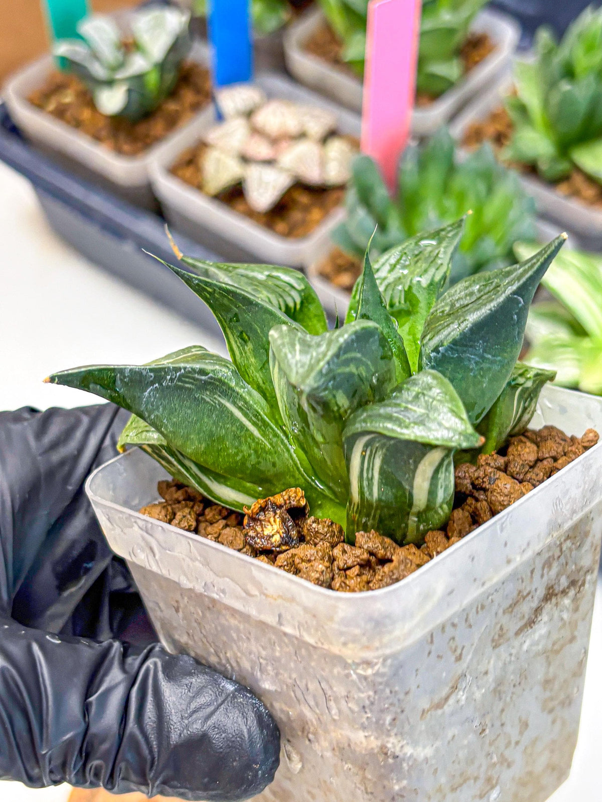 Haworthia Comptoniana (wa10) (5) | Rare Succulent