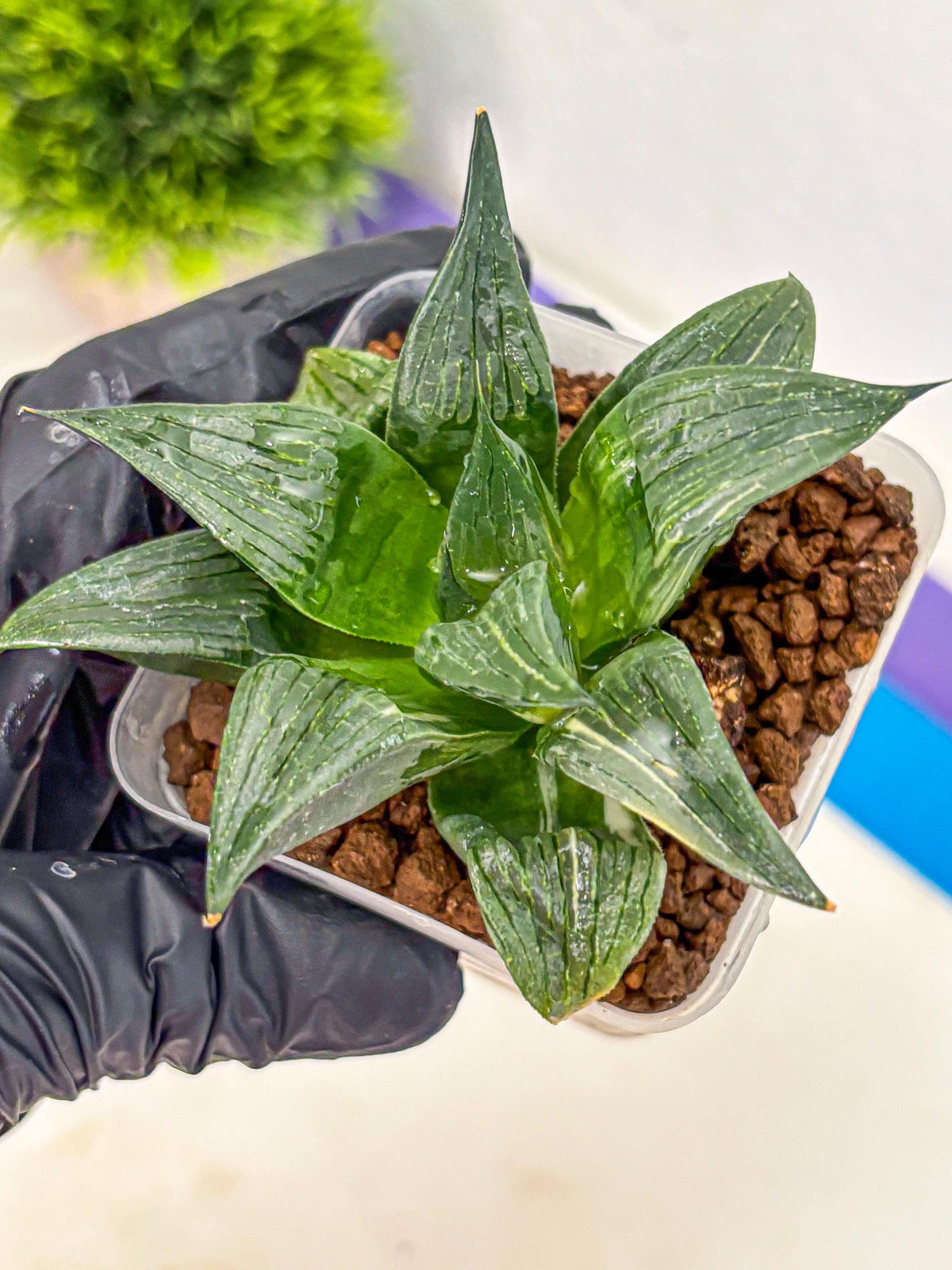 Haworthia Comptoniana (wa10) (5) | Rare Succulent
