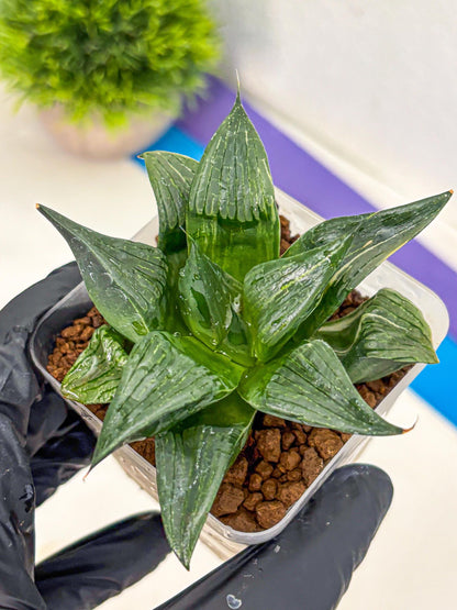 Haworthia Comptoniana (wa10) (5) | Rare Succulent