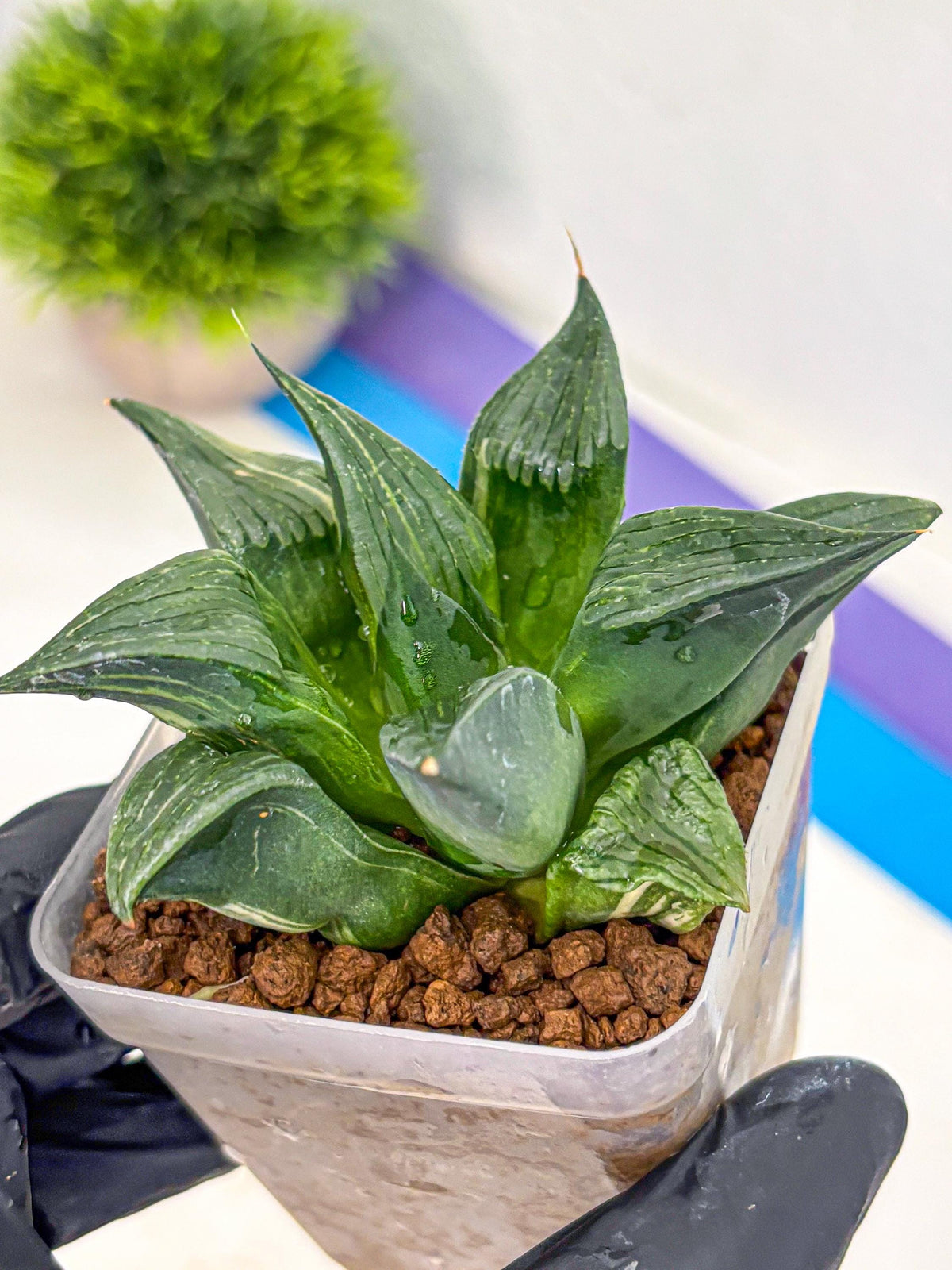 Haworthia Comptoniana (wa10) (5) | Rare Succulent