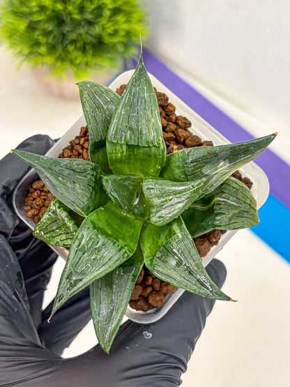 Haworthia Comptoniana (wa10) (5) | Rare Succulent