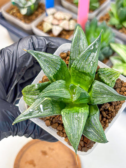 Haworthia Comptoniana (wa10) (5) | Rare Succulent