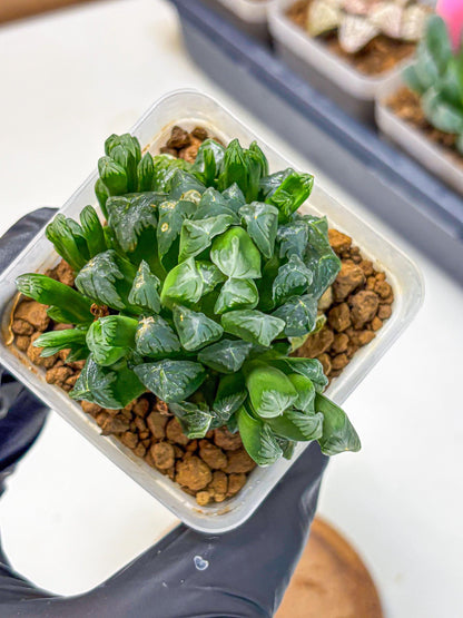 Haworthia Obtusa Hyb (wa10) (7) | Rare Succulent